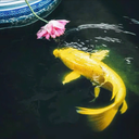 ChessVIP Extension Icon